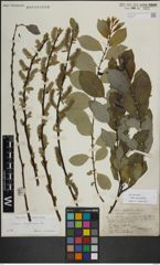 Foto von Salix myrsinifolia Salisb.